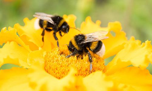 two bumblebees on a yellow flower.